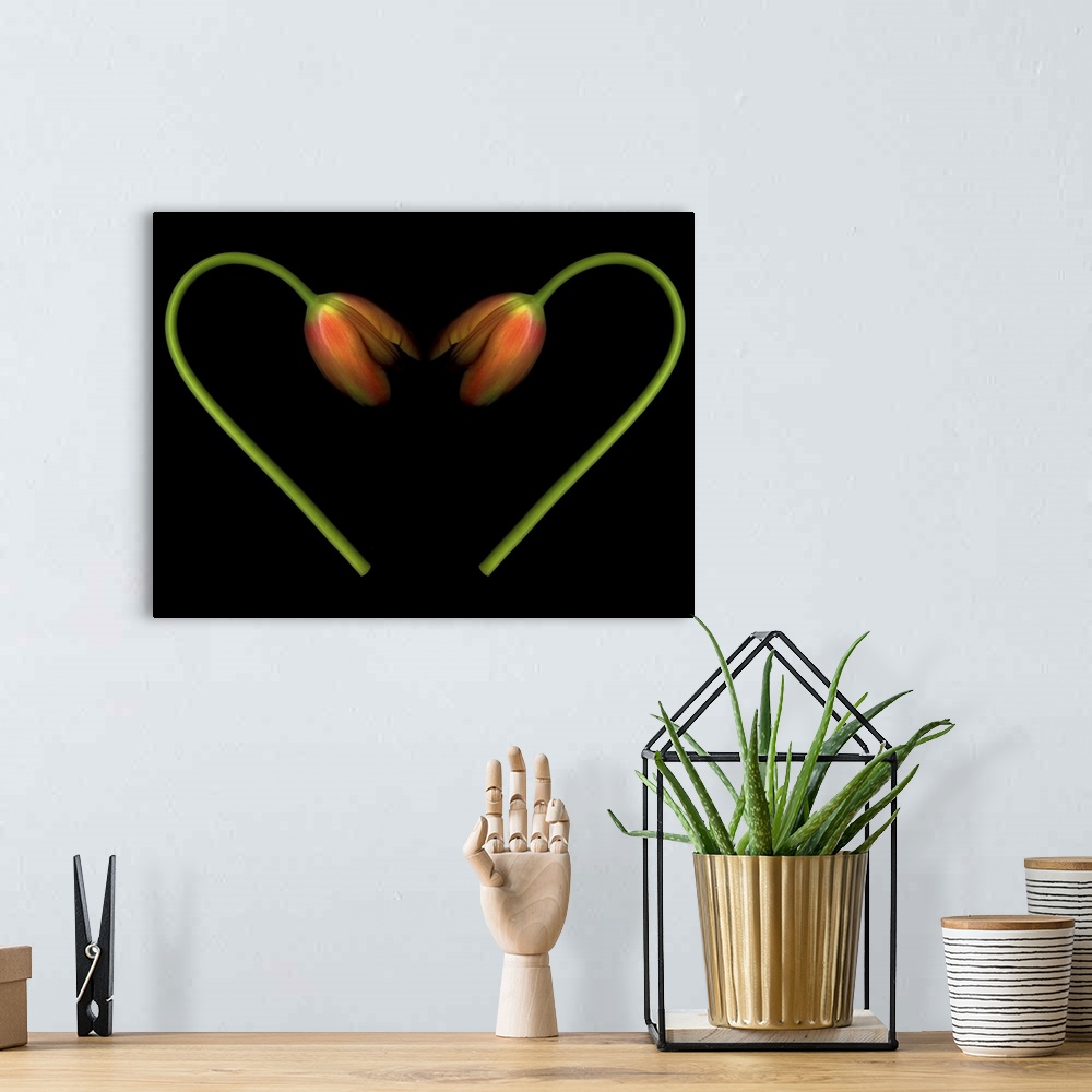 A bohemian room featuring Orange tulips on black background in shape of heart.