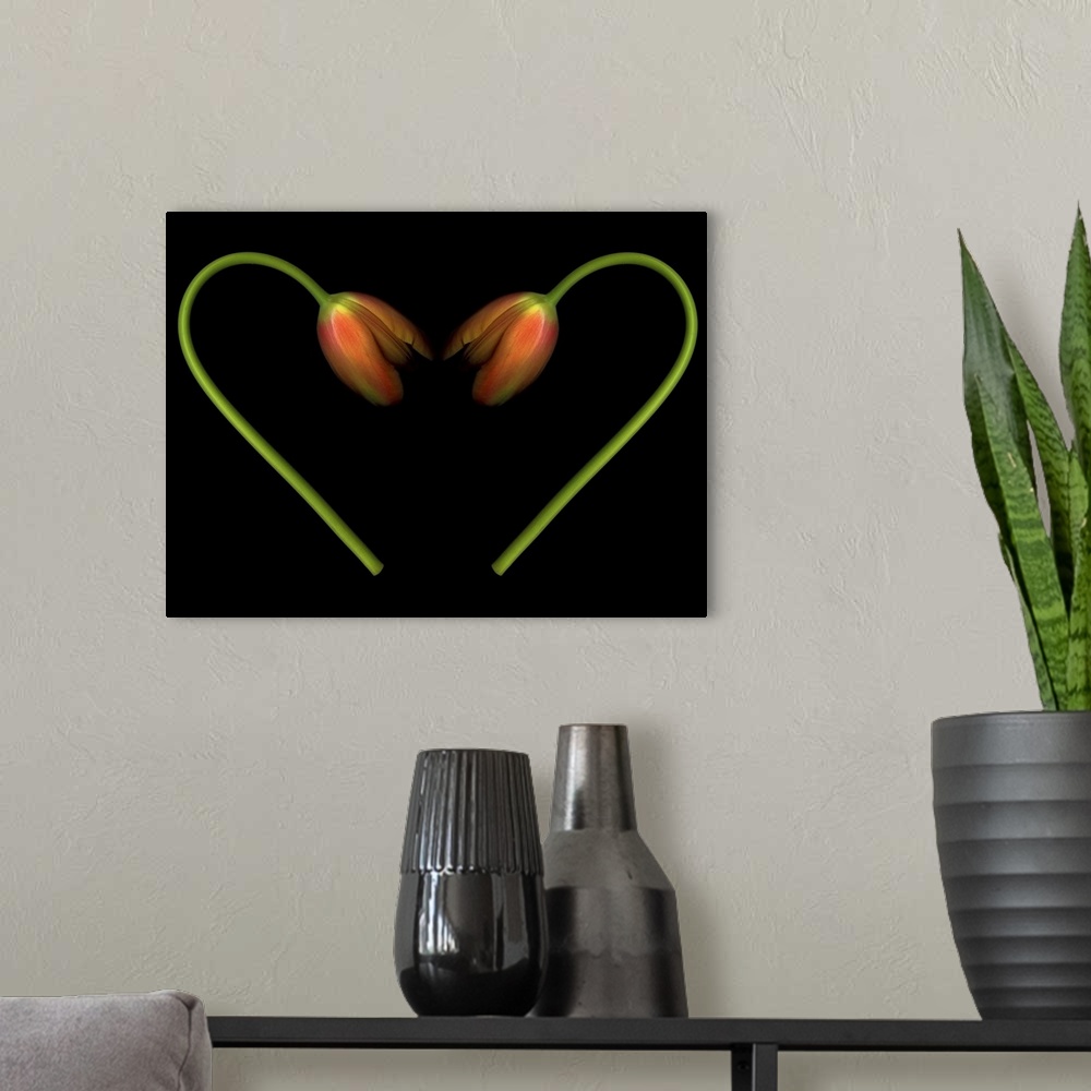 A modern room featuring Orange tulips on black background in shape of heart.