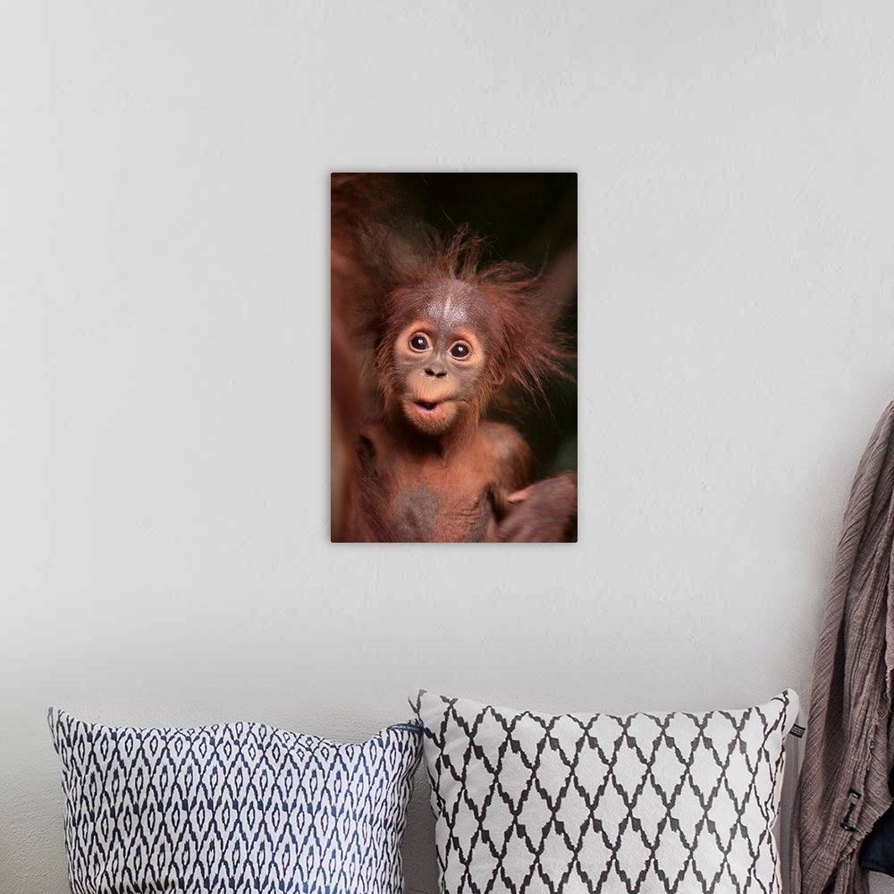 A bohemian room featuring Orangutan And Baby