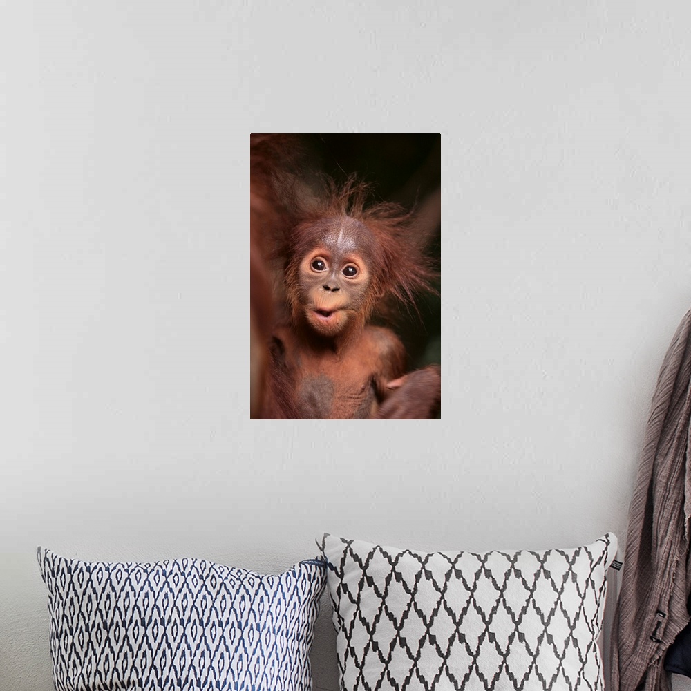 A bohemian room featuring Orangutan And Baby