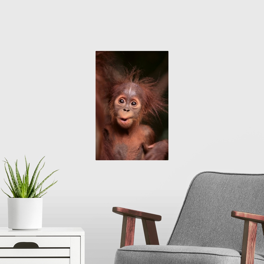 A modern room featuring Orangutan And Baby