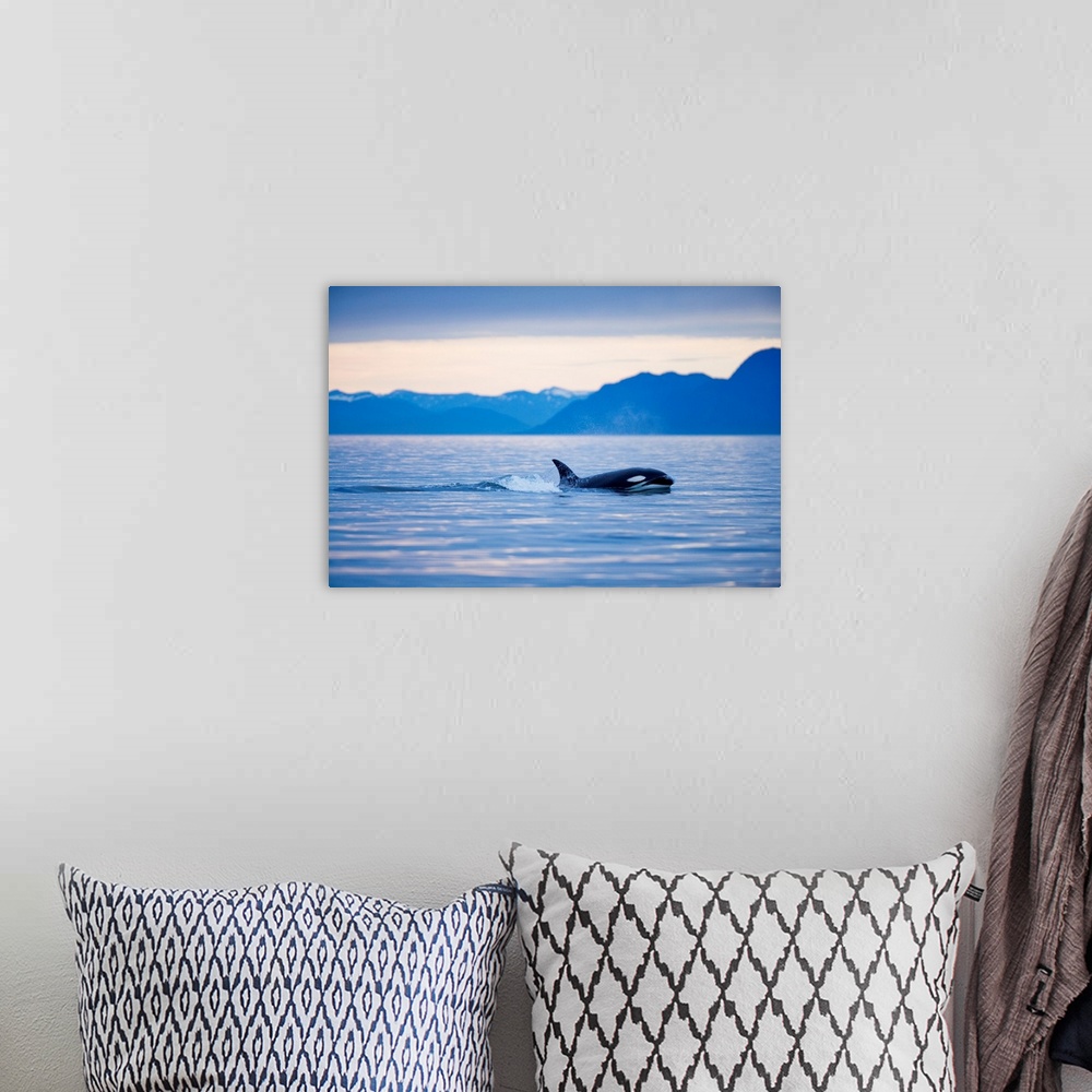 A bohemian room featuring Orca Or Killer Whale In Frederick Sound