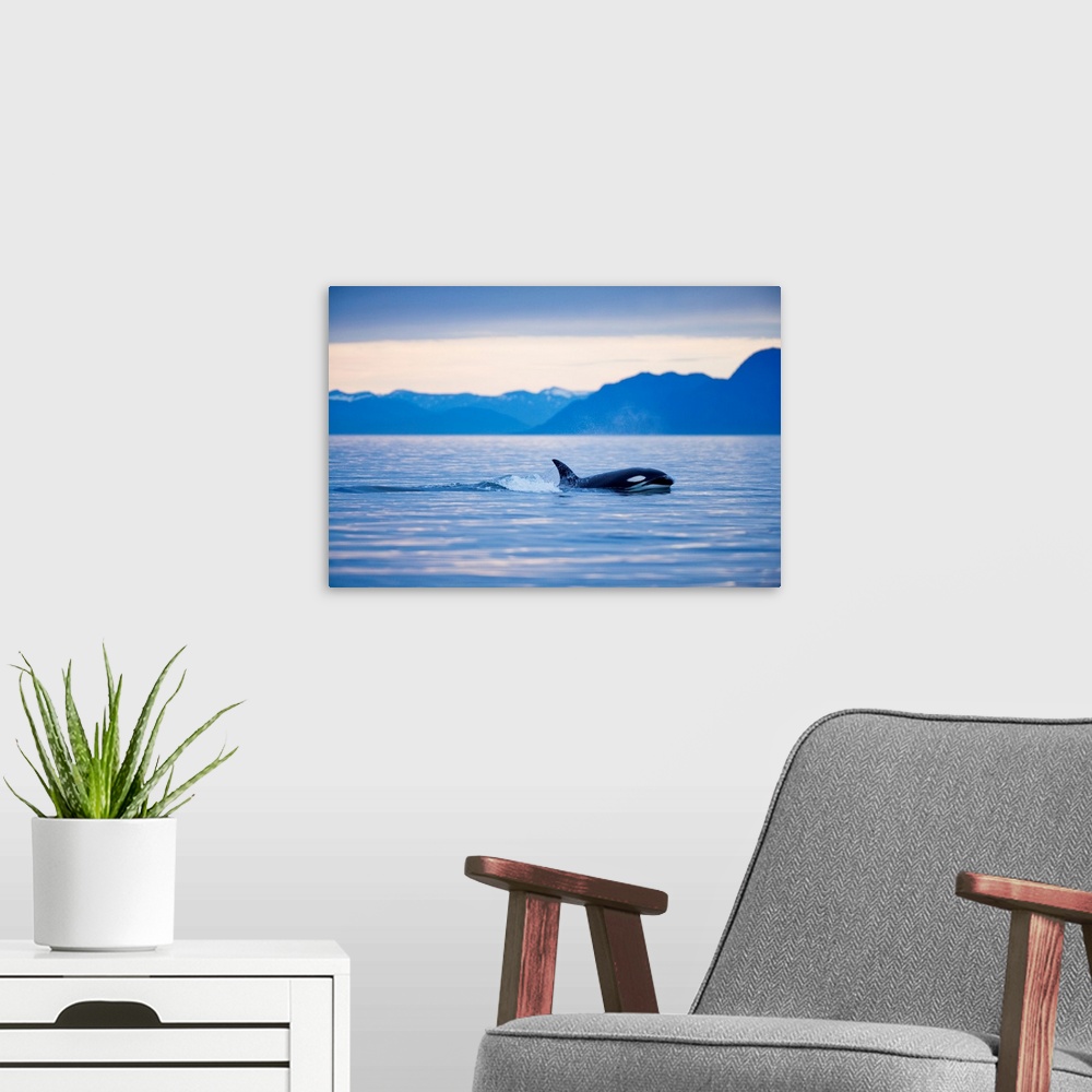 A modern room featuring Orca Or Killer Whale In Frederick Sound