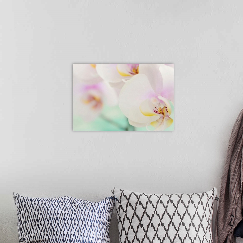 A bohemian room featuring Landscape, oversized, close up photograph of several fully bloomed orchids, the one in the foregr...
