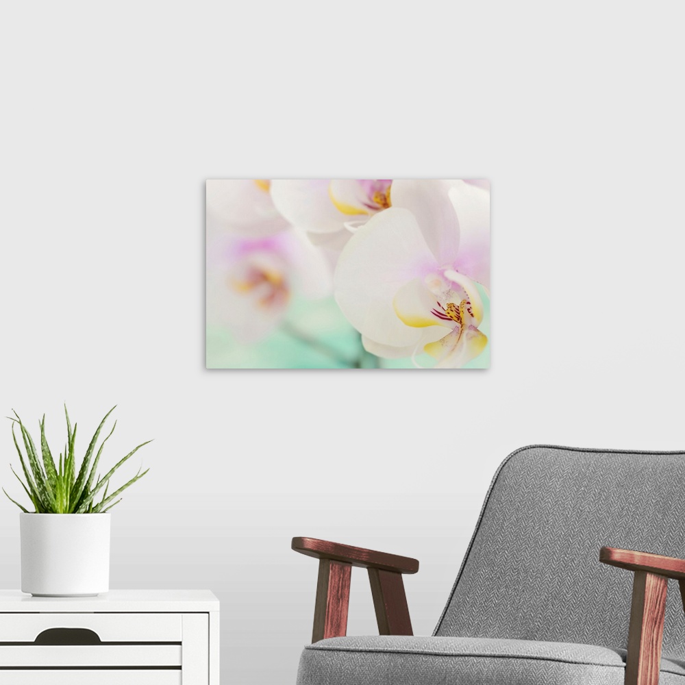 A modern room featuring Landscape, oversized, close up photograph of several fully bloomed orchids, the one in the foregr...