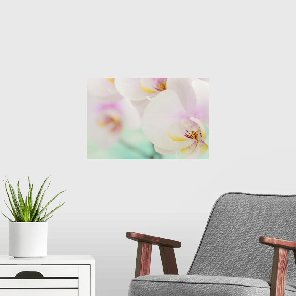 A modern room featuring Landscape, oversized, close up photograph of several fully bloomed orchids, the one in the foregr...