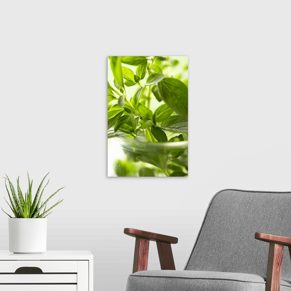 A modern room featuring Oregano in bowl, close-up