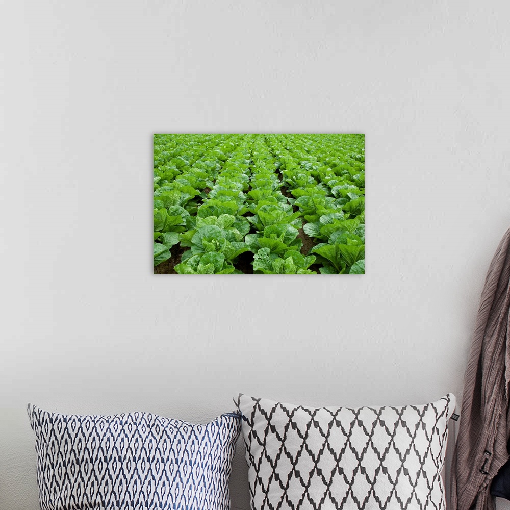 A bohemian room featuring Organic lettuce farm, Aichi Prefecture, Japan