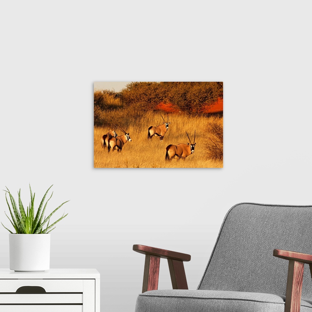 A modern room featuring At sunset, four Oryx standing in the yellow grass, with red sand of the Kalahari desert, which ap...