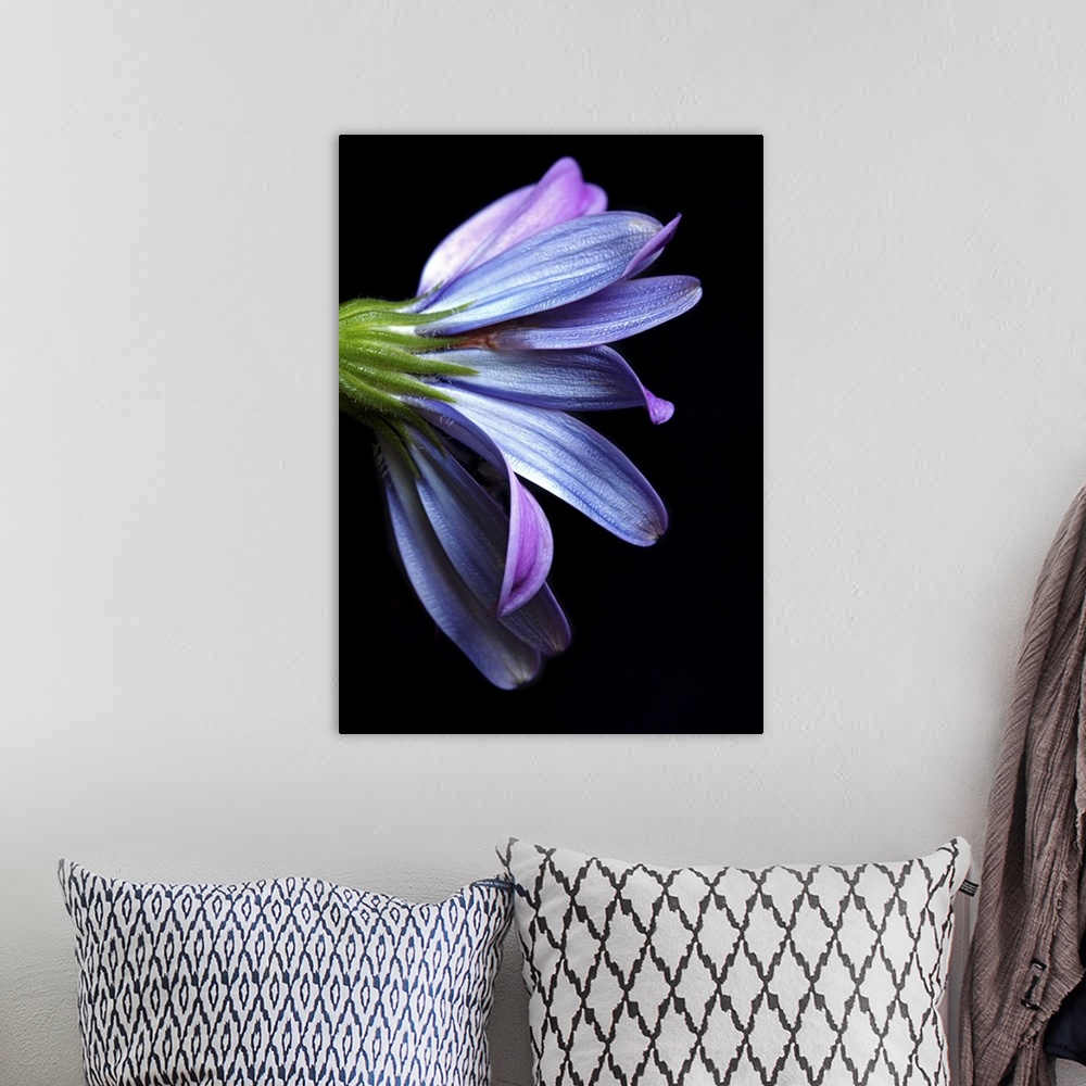 A bohemian room featuring Osteospermum with black cardboard as background.