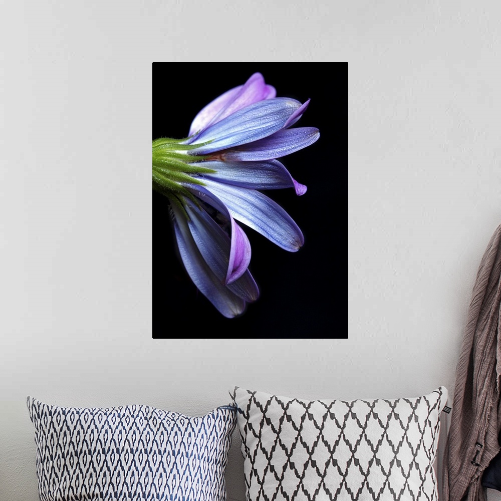 A bohemian room featuring Osteospermum with black cardboard as background.