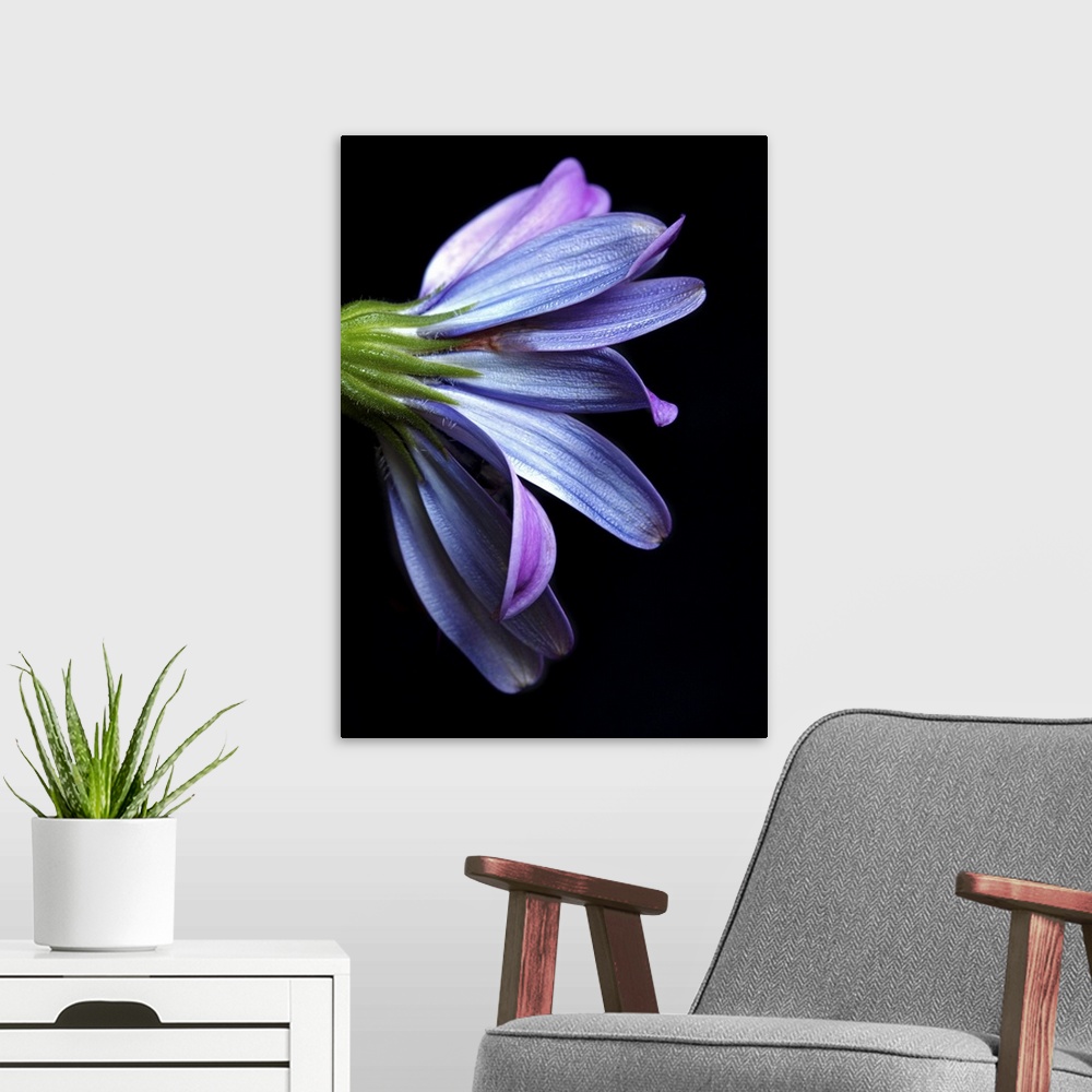 A modern room featuring Osteospermum with black cardboard as background.
