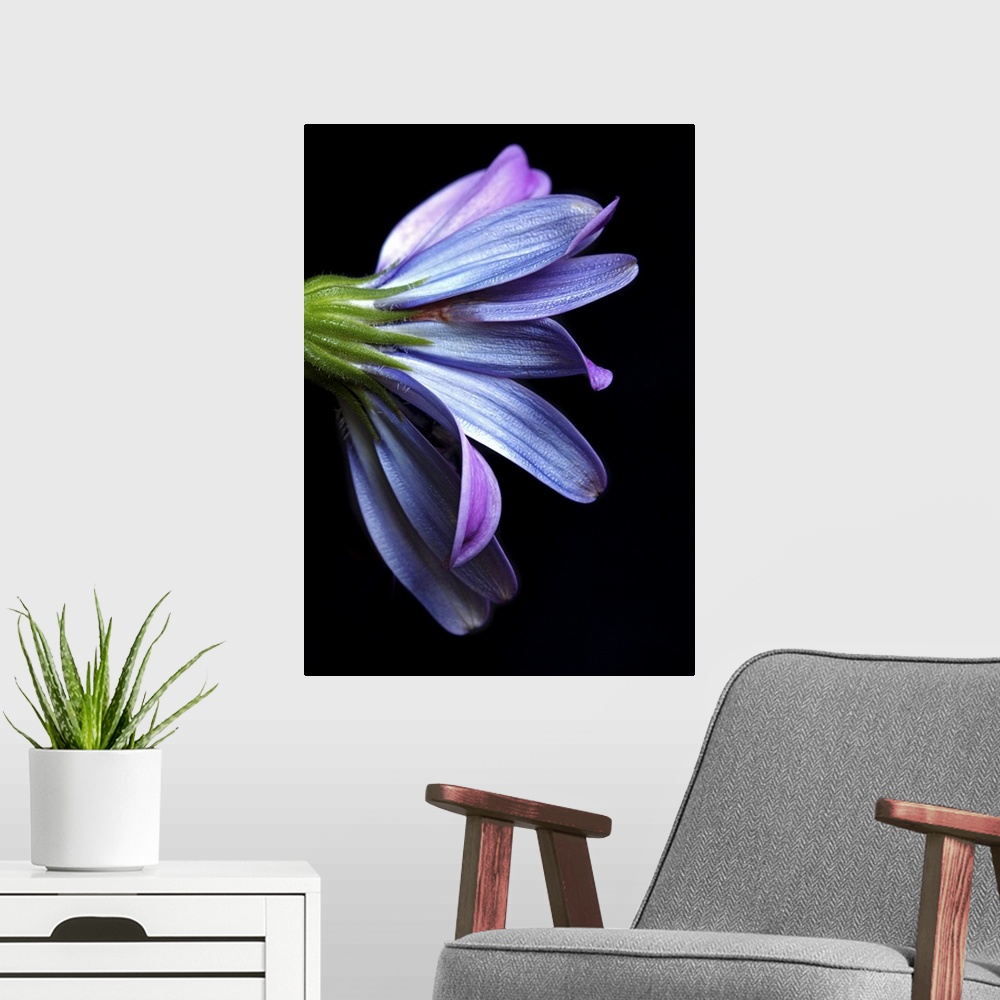 A modern room featuring Osteospermum with black cardboard as background.