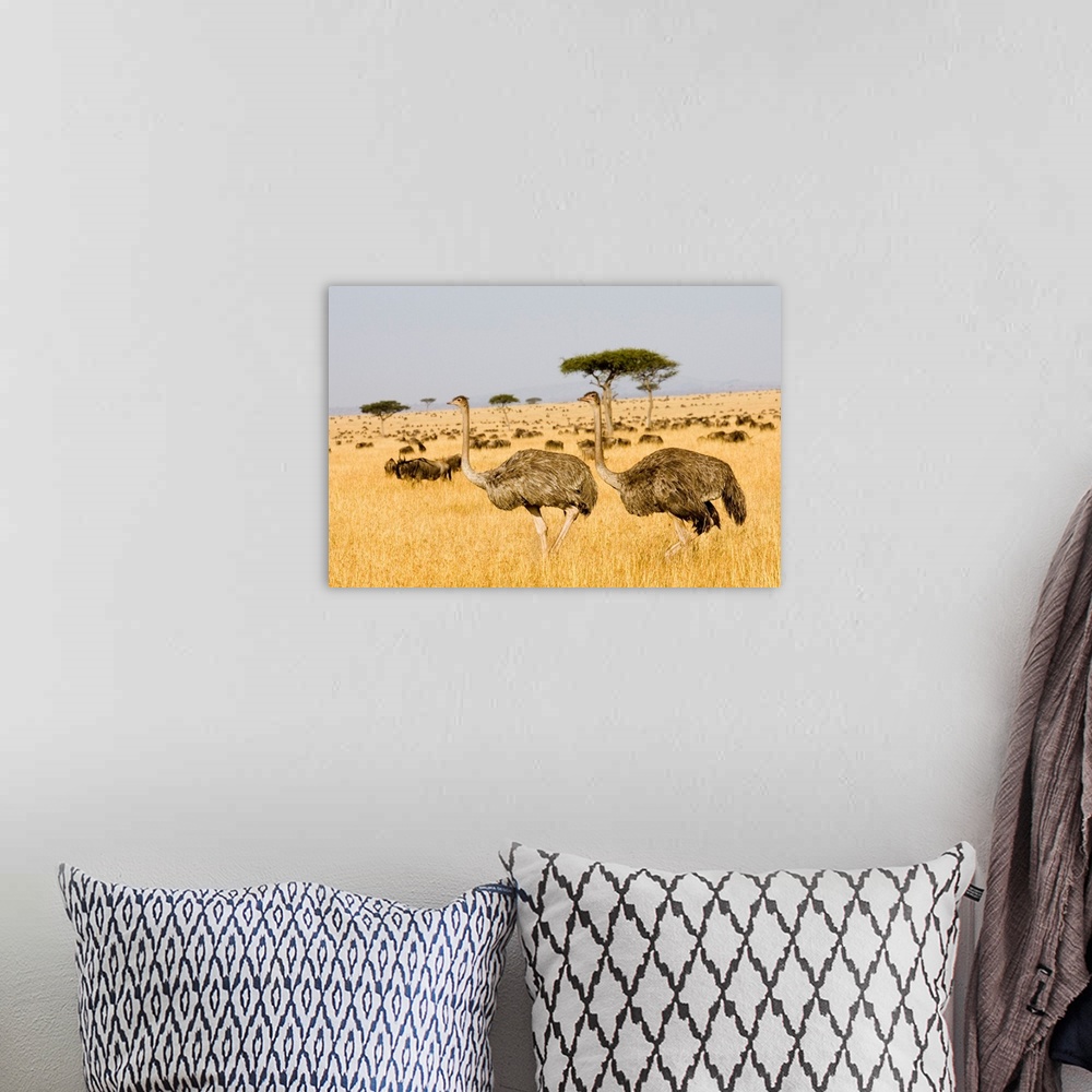 A bohemian room featuring Female ostriches (Struthio camelus) cross the Serengeti plains with Wildebeests in Serengeti Nati...