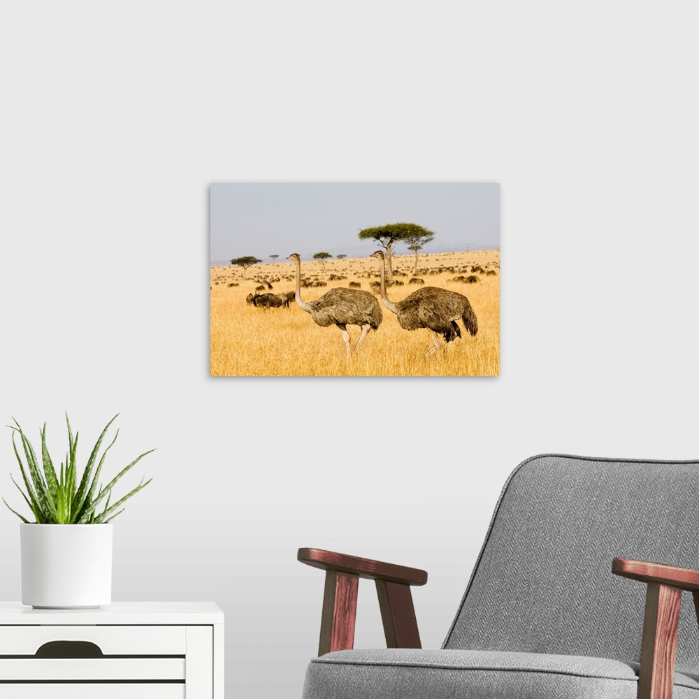 A modern room featuring Female ostriches (Struthio camelus) cross the Serengeti plains with Wildebeests in Serengeti Nati...