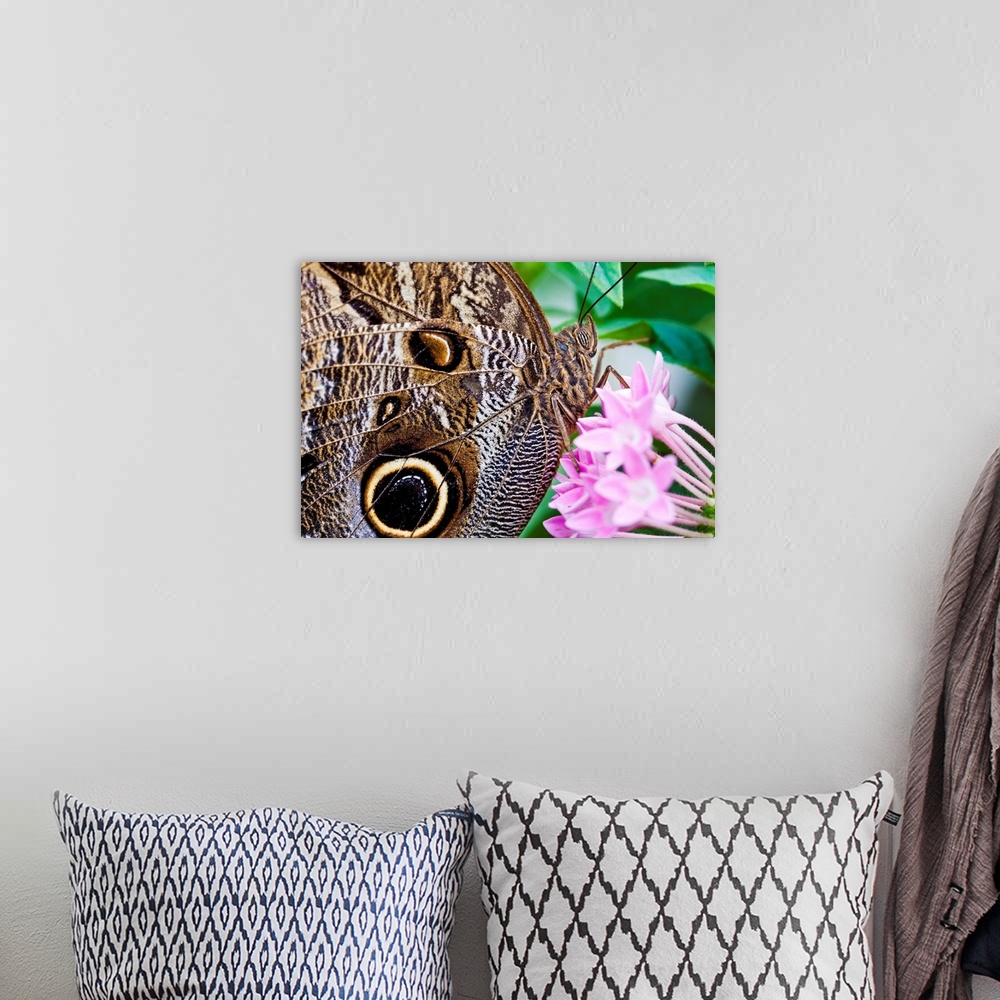 A bohemian room featuring Owl butterfly on flowers.