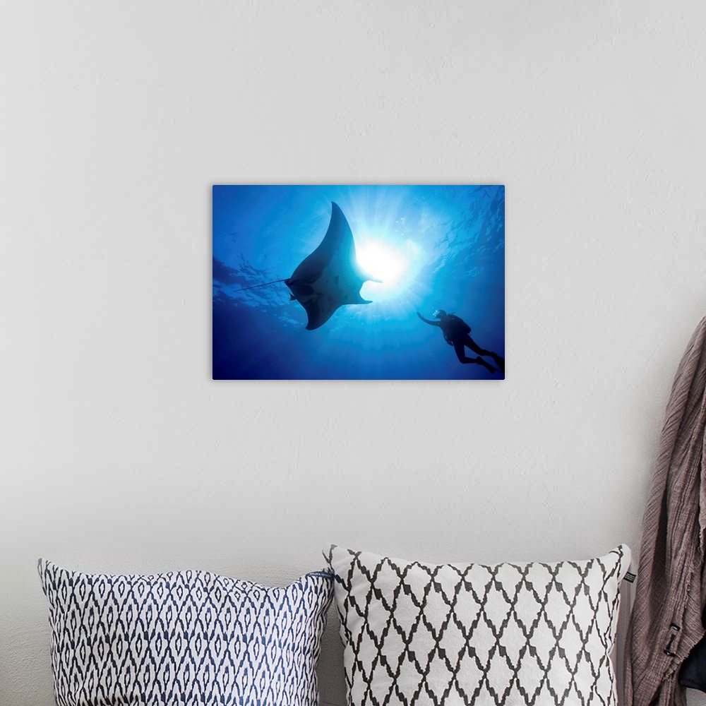 A bohemian room featuring Silhouette as a male scuba diver reaches out to touch a large Pacific manta (Manta hamilton). The...