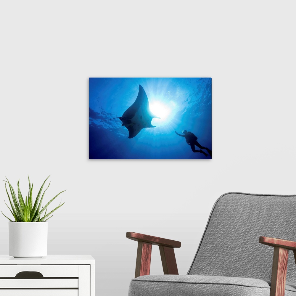 A modern room featuring Silhouette as a male scuba diver reaches out to touch a large Pacific manta (Manta hamilton). The...