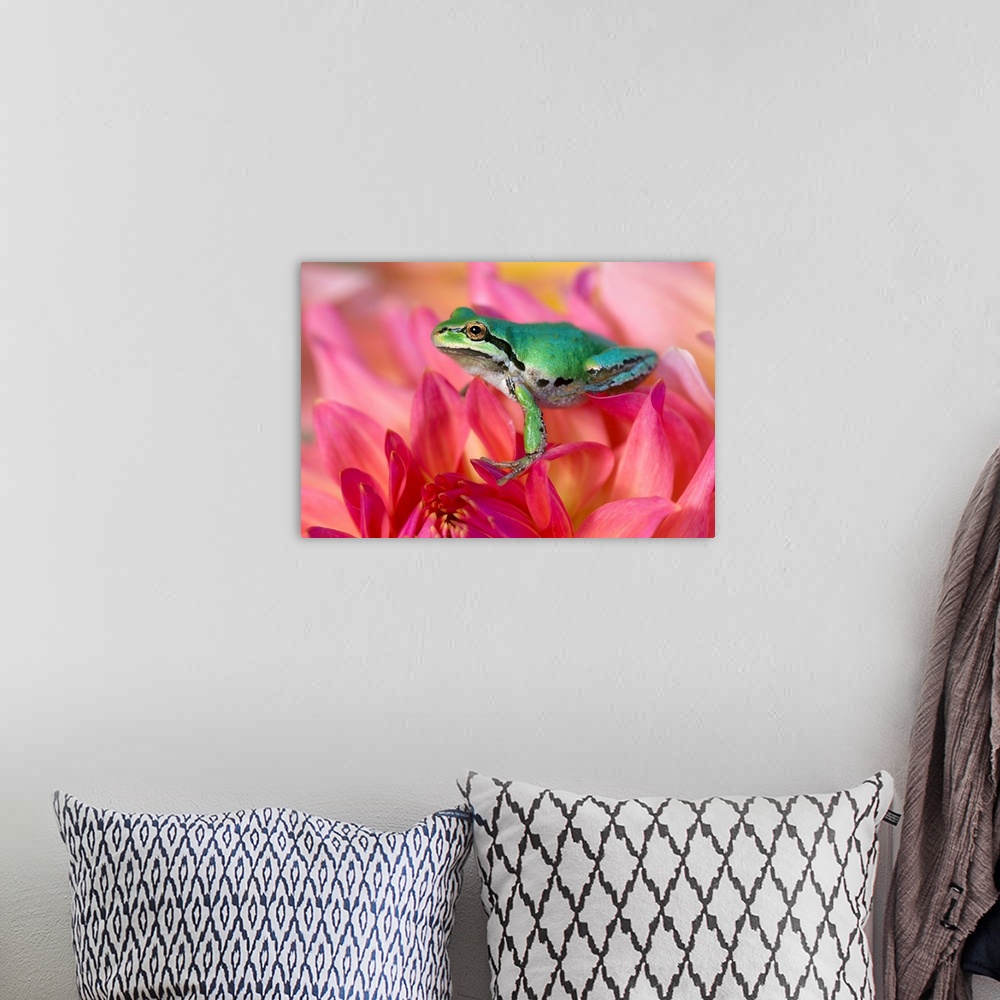 A bohemian room featuring Pacific Tree Frog On Dahlia