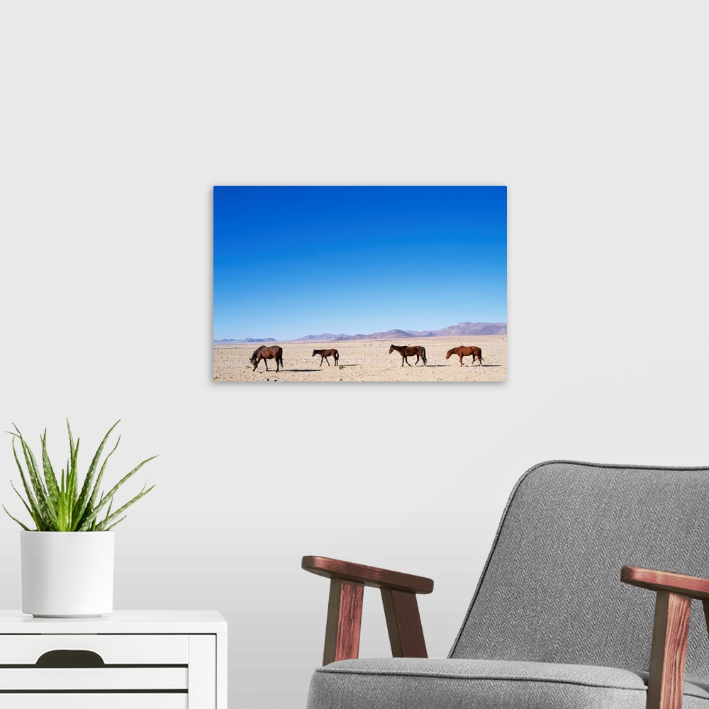 A modern room featuring Four wild horses stroll along the Namib Desert in Namib-Naukluft Park near Aus, Namibia.