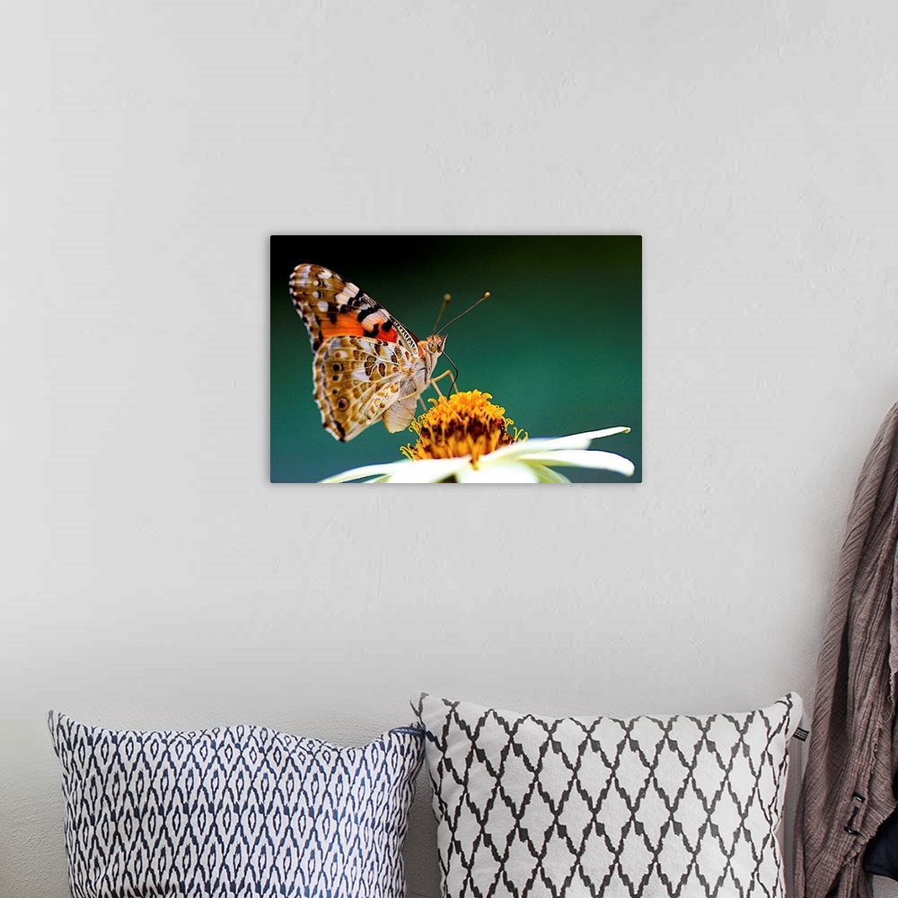 A bohemian room featuring Painted Lady  Vanessa cardui with  Zinnia flower.