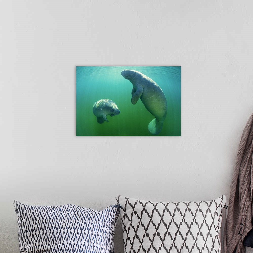 A bohemian room featuring Pair of florida manatees swimming