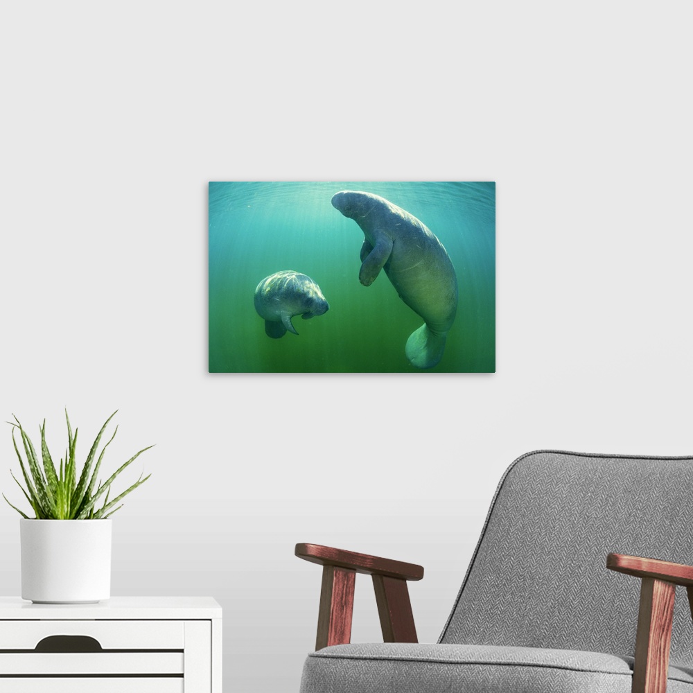A modern room featuring Pair of florida manatees swimming
