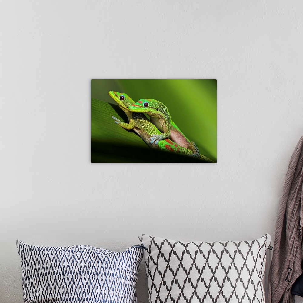 A bohemian room featuring Pair of mating green geckos on spider lily leaf.
