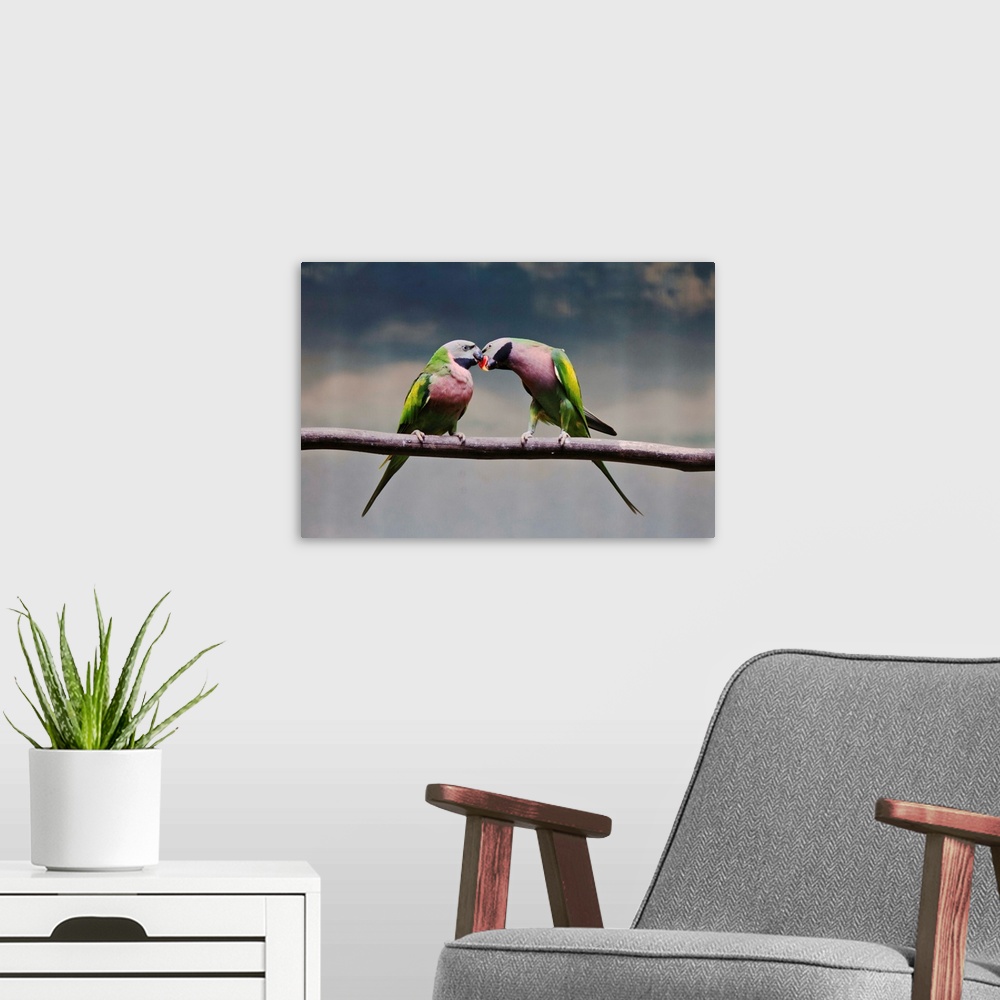 A modern room featuring Pair of parrots having tender moment.