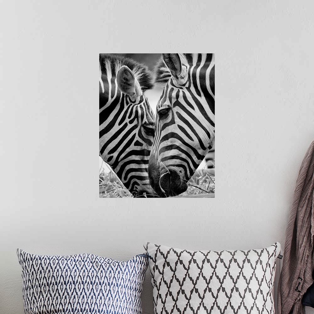 A bohemian room featuring Pair of zebra feeding on grass in zoo.