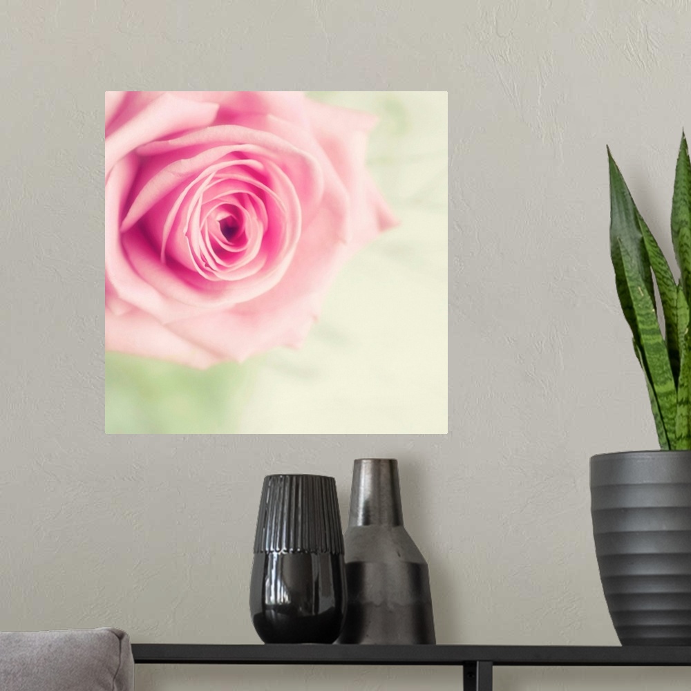 A modern room featuring Pale pink rose with pale green background.