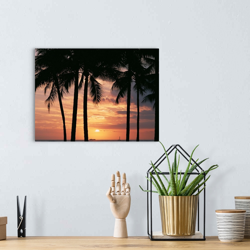 A bohemian room featuring Palm Tree