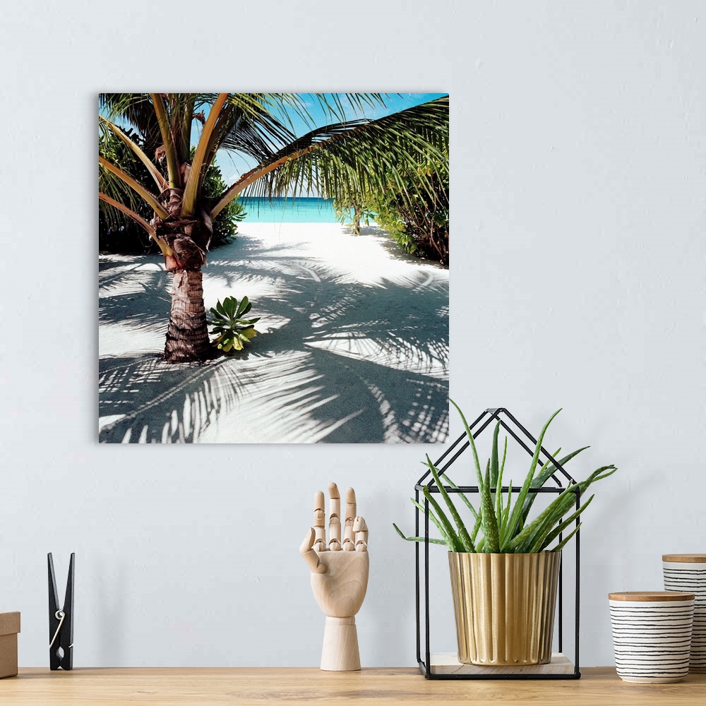 A bohemian room featuring Palm Tree On Sandy Beach
