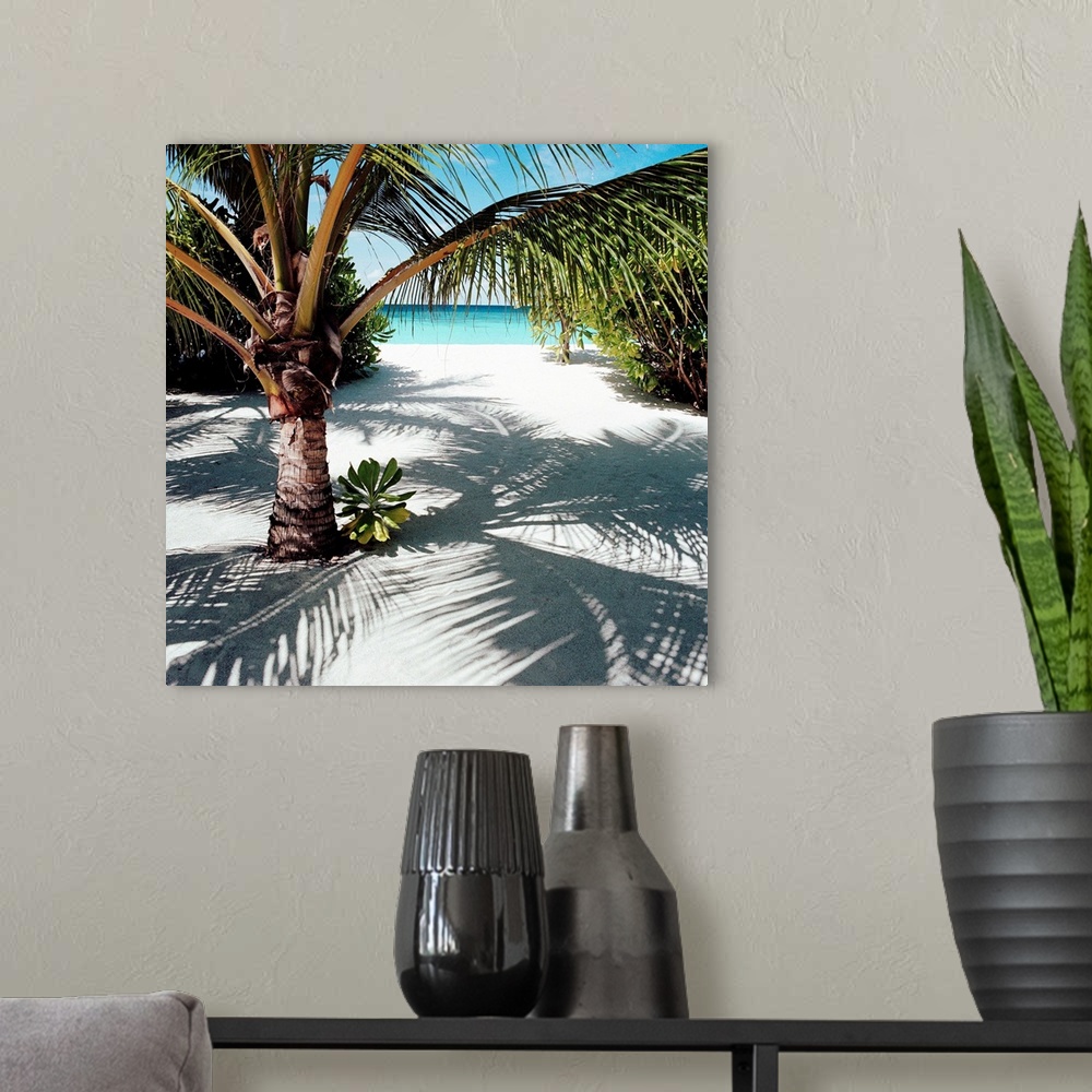 A modern room featuring Palm Tree On Sandy Beach