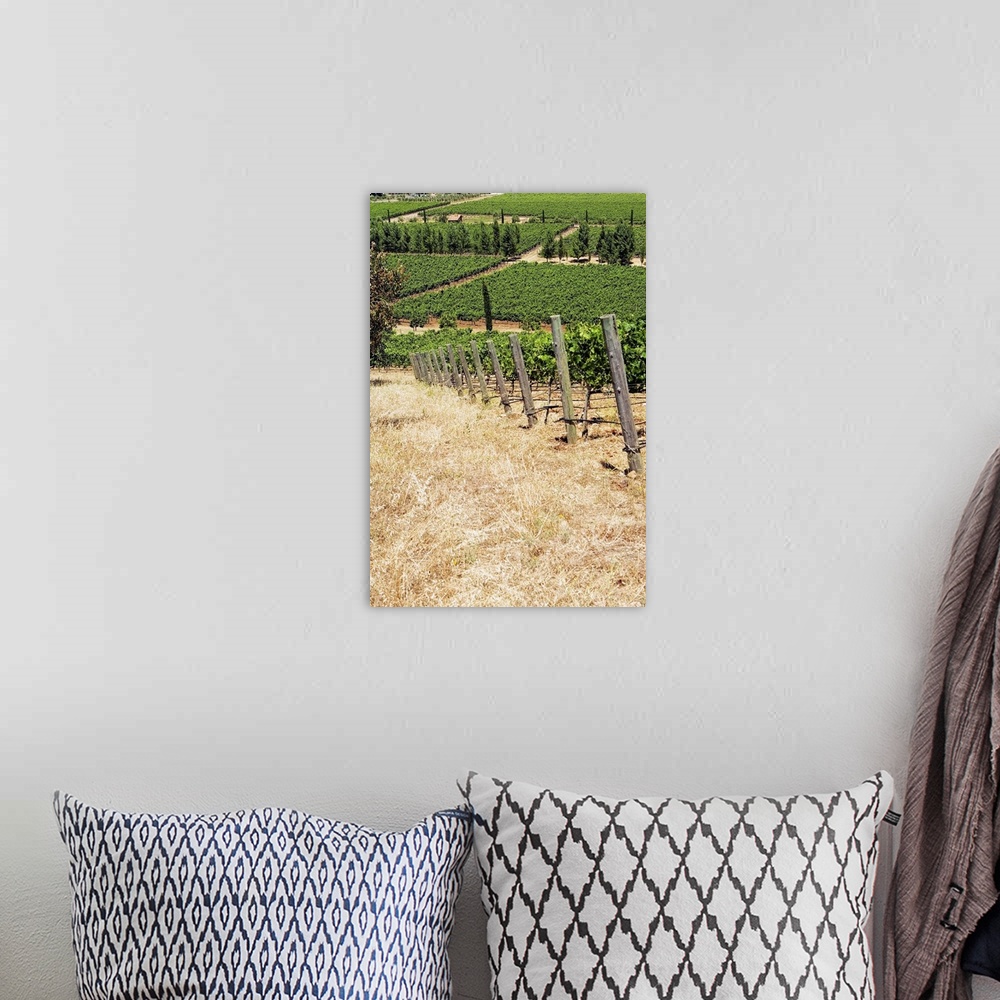 A bohemian room featuring Panoramic view of a vineyard, Napa Valley, California, USA