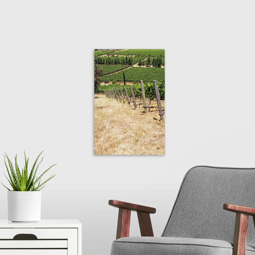 A modern room featuring Panoramic view of a vineyard, Napa Valley, California, USA
