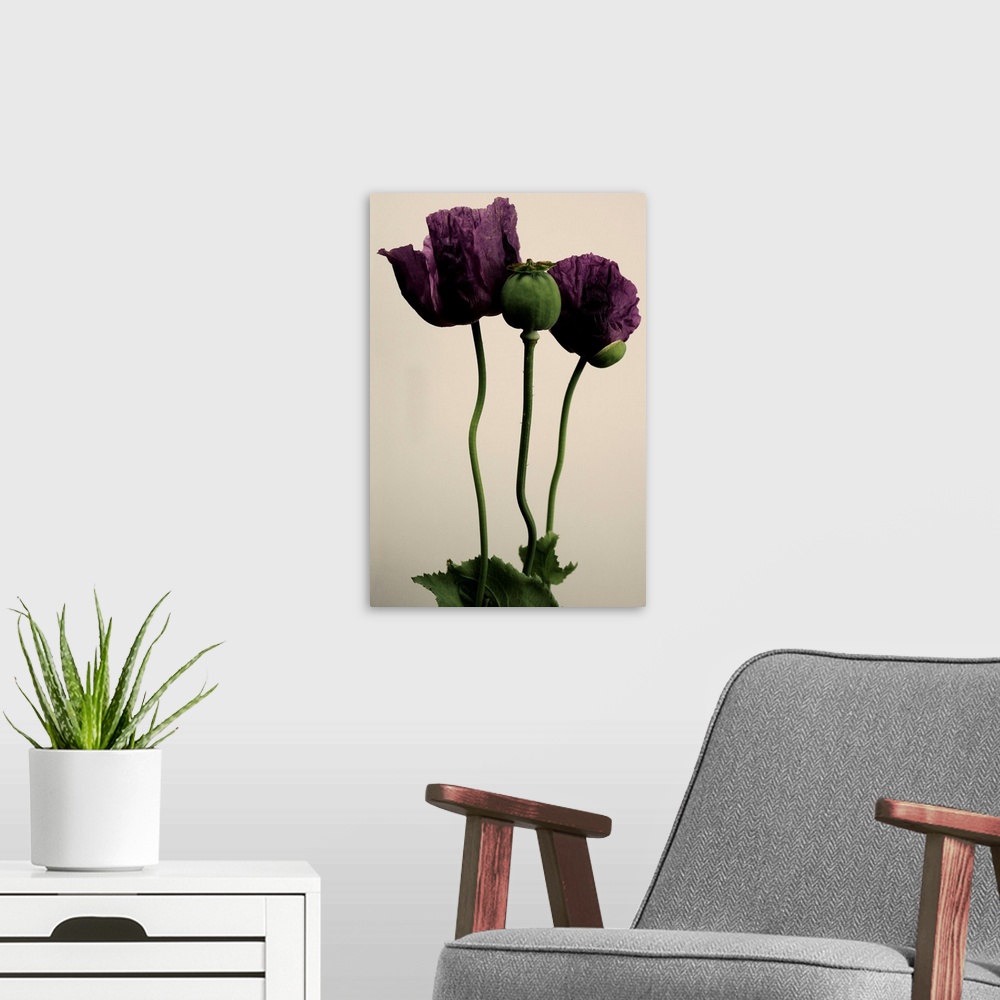 A modern room featuring Papaver somniferum flower.