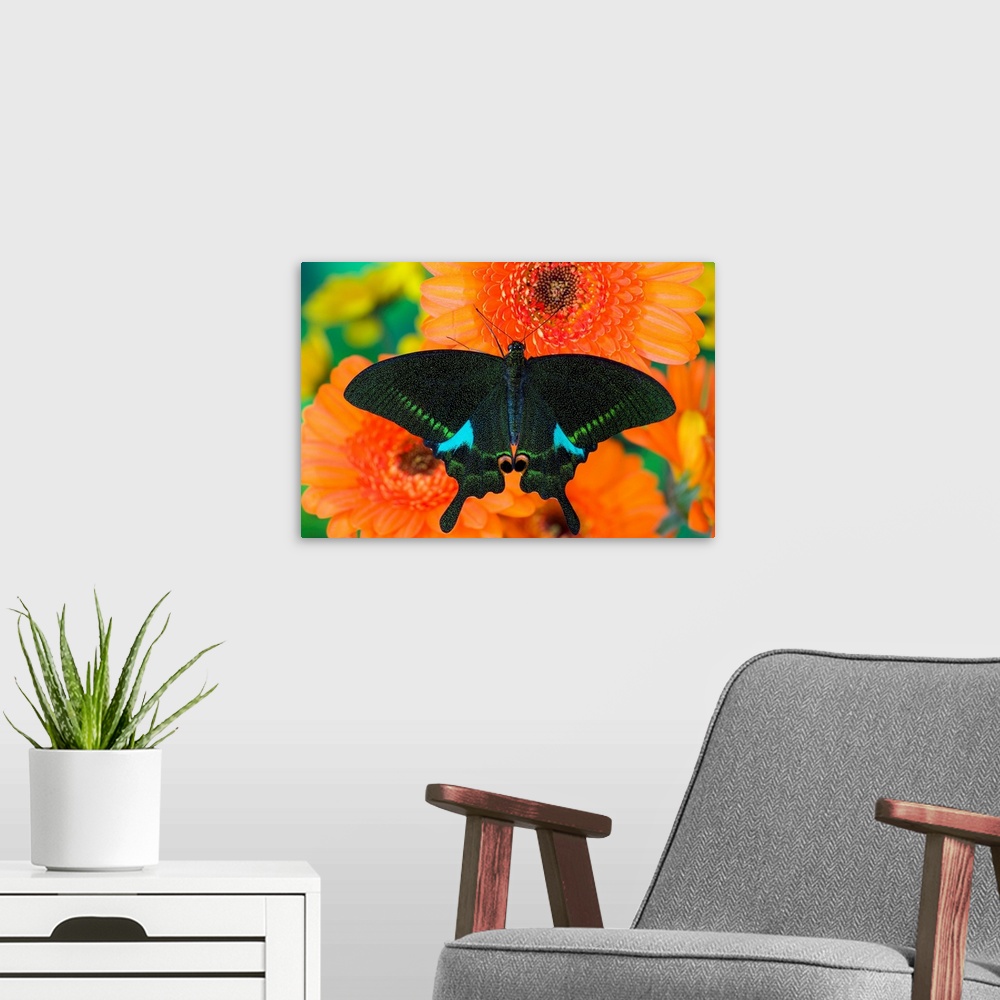 A modern room featuring Paris Peacock Butterfly On Orange Gerber Daisy