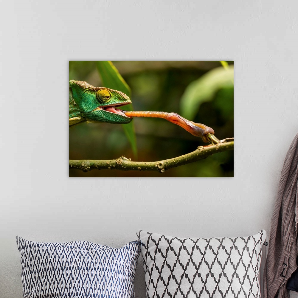 A bohemian room featuring Madagascar, Captive Parson's Chameleon (Calumma parsonii) flicking tongue to catch grasshopper at...