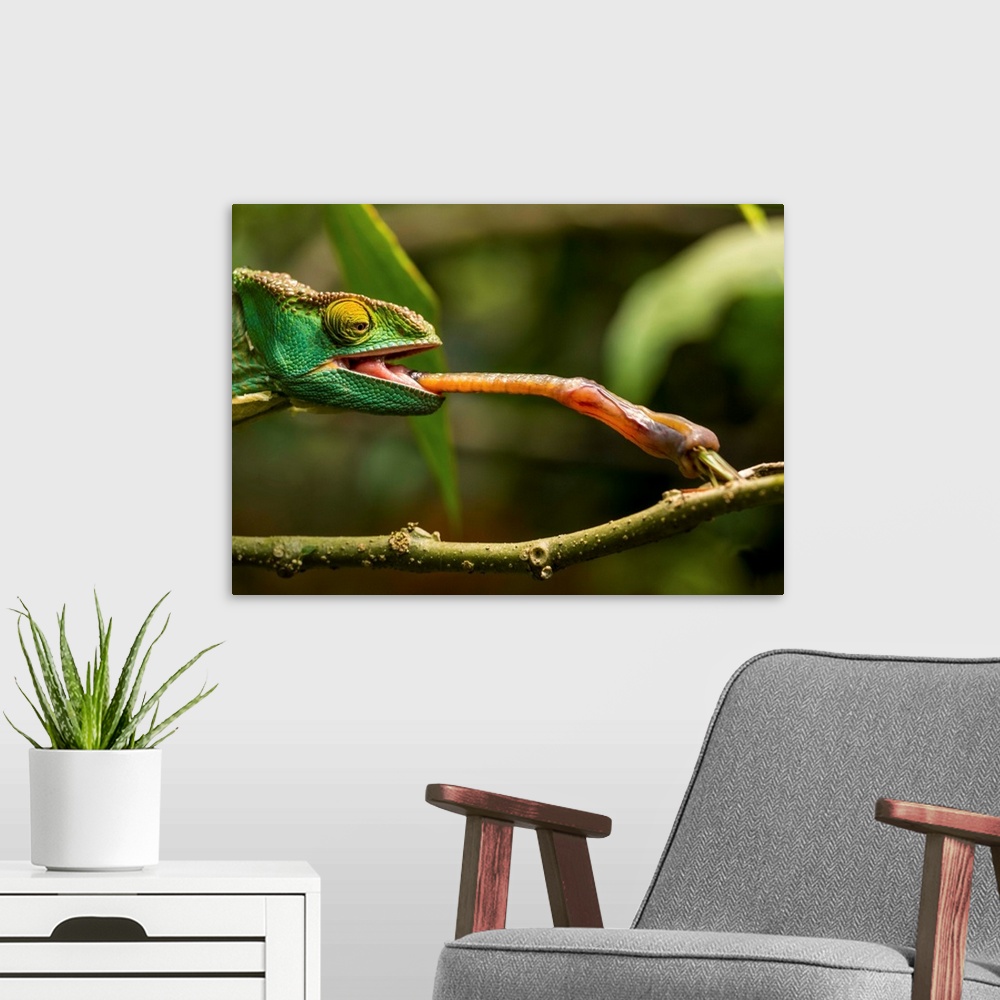 A modern room featuring Madagascar, Captive Parson's Chameleon (Calumma parsonii) flicking tongue to catch grasshopper at...