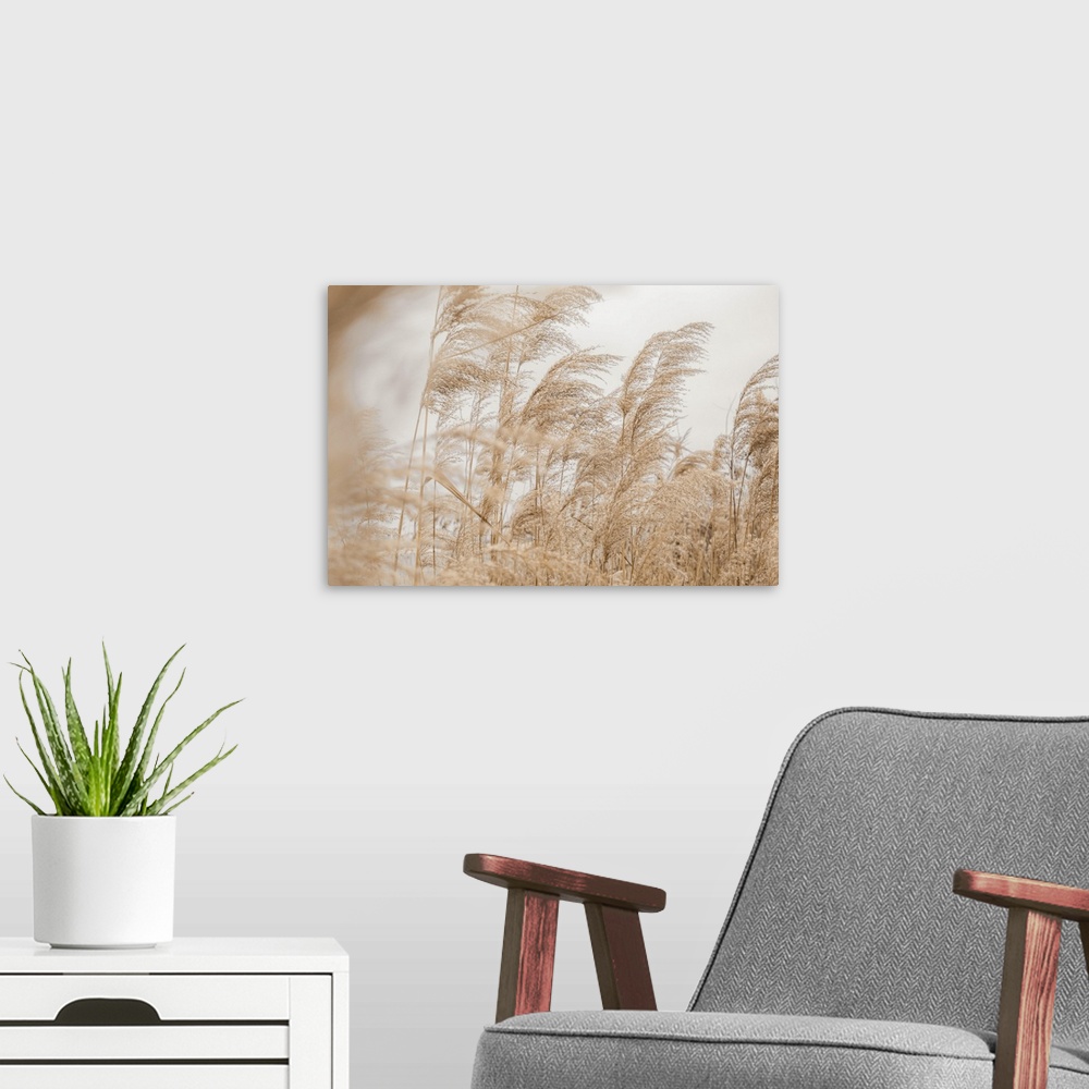 A modern room featuring Pastel Pampas Grass