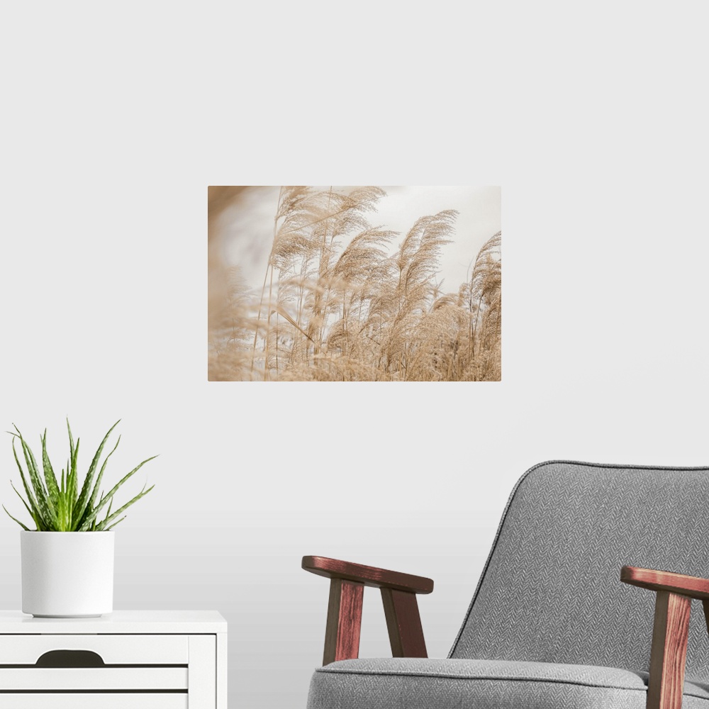 A modern room featuring Pastel Pampas Grass