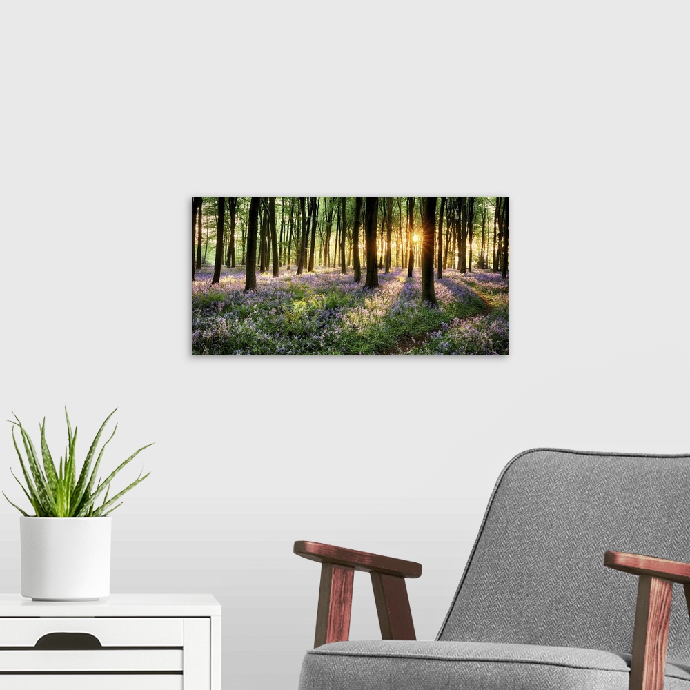 A modern room featuring Path through bluebell woods in early morning sunrise.