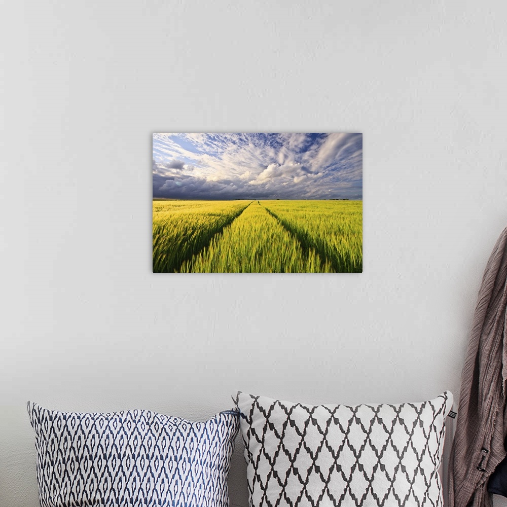 A bohemian room featuring Picture taken in greenish yellowish wheat field at end of spring, under sunset light with grey cl...