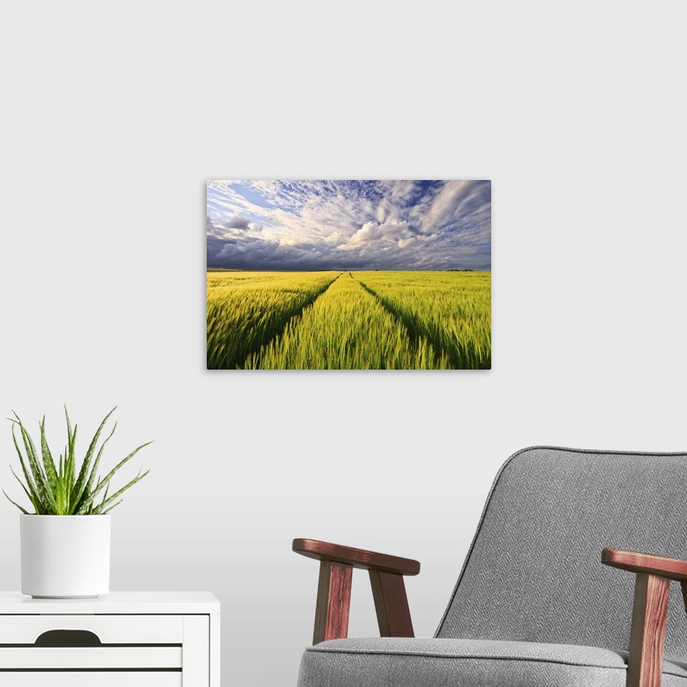 A modern room featuring Picture taken in greenish yellowish wheat field at end of spring, under sunset light with grey cl...