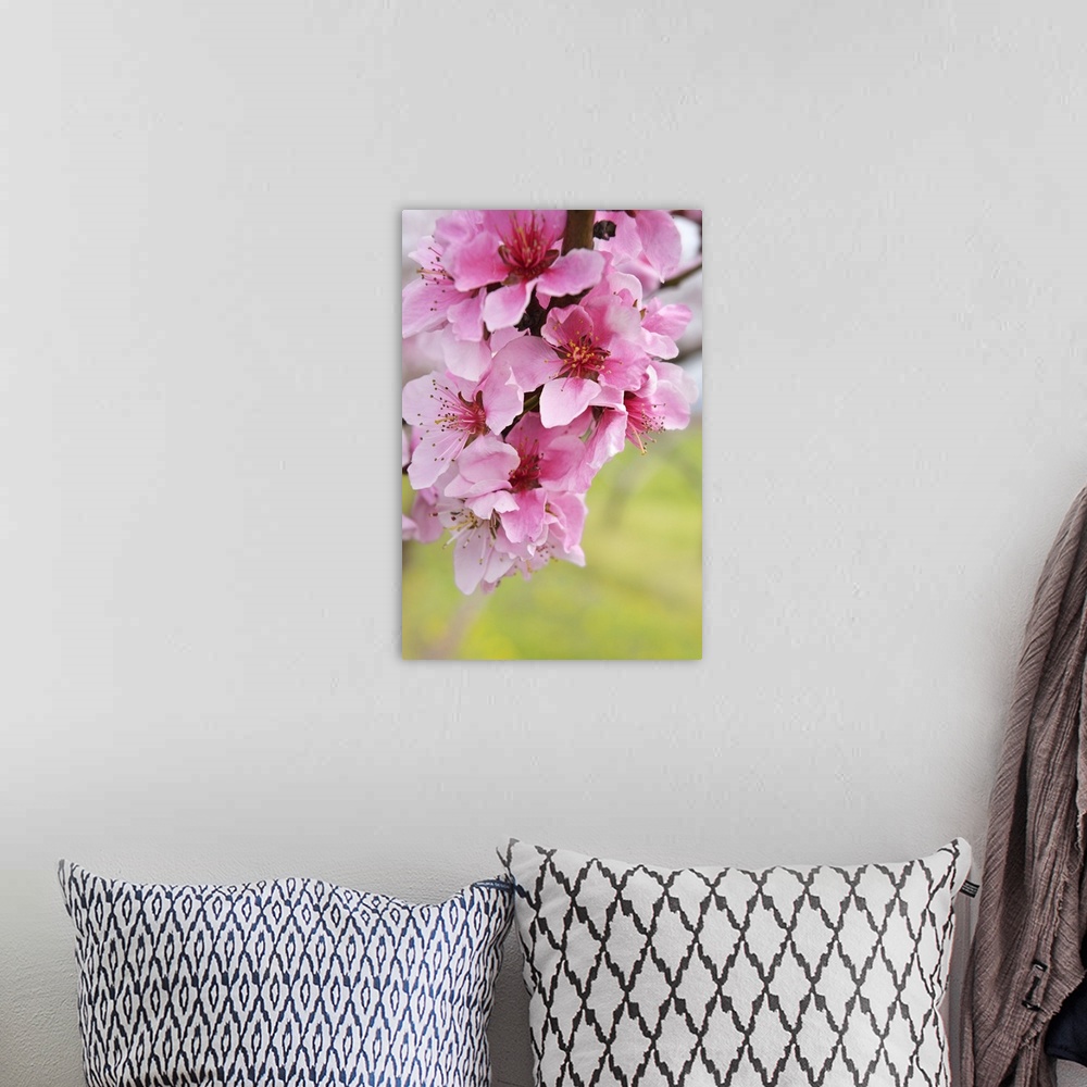 A bohemian room featuring Close up of pink flowers on a branch of peach tree with copy space