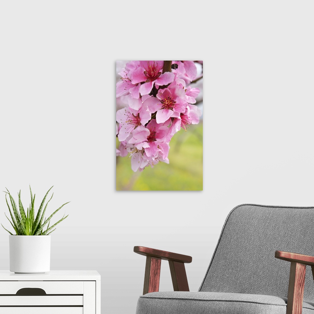 A modern room featuring Close up of pink flowers on a branch of peach tree with copy space