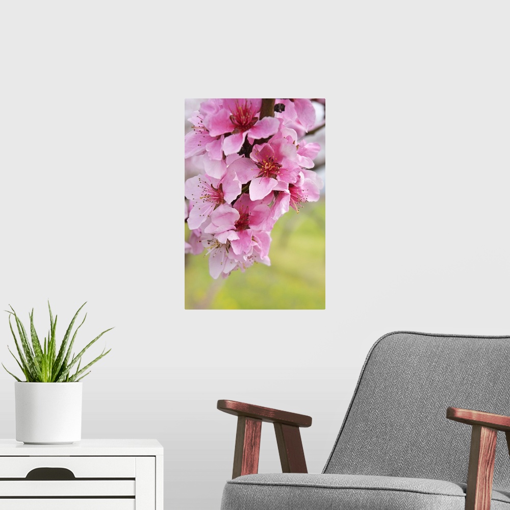 A modern room featuring Close up of pink flowers on a branch of peach tree with copy space