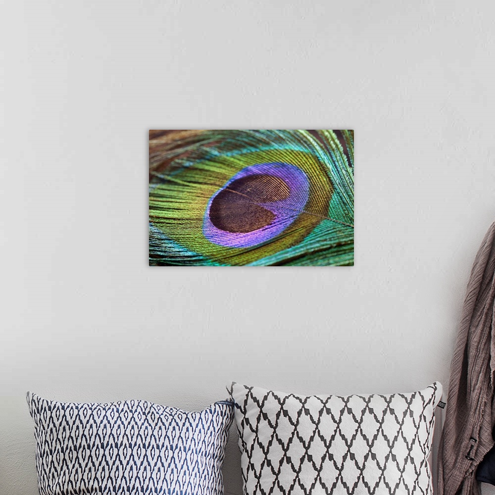 A bohemian room featuring Wall art of the detail on a bird feather zoomed in.