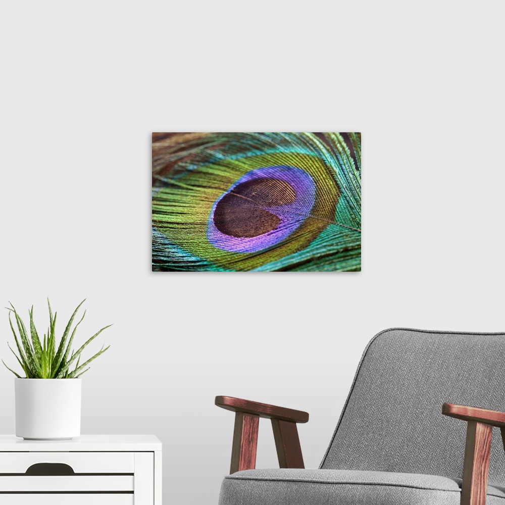 A modern room featuring Wall art of the detail on a bird feather zoomed in.